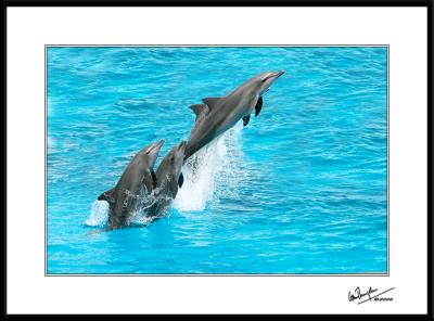 Lift Off*by Colin Dunjohn10th Place