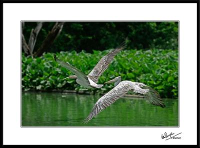 Tandem Pelicans*by Colin Dunjohn