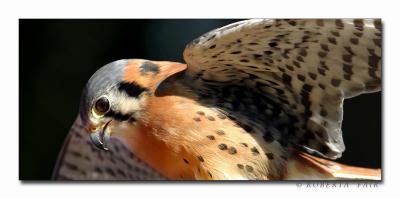 Kestrel Flight *