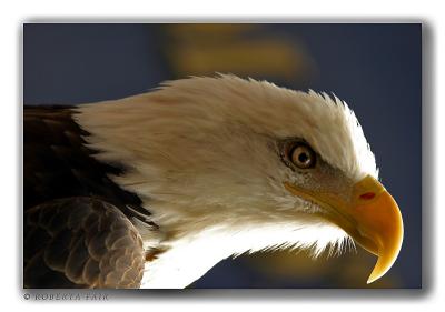 American Flight *6th Place