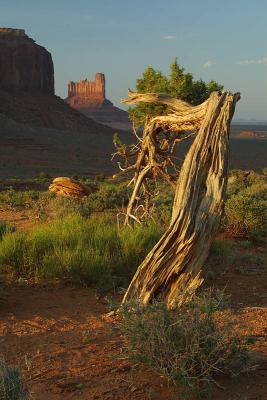 u8/cslr_challenge/medium/37408700.magnificent7.jpg
