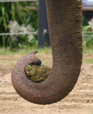 J is for elephant?  *