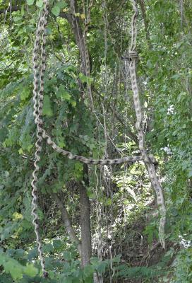 brancHes