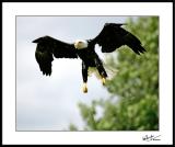 Eagle has nearly Landed *  By ColinD