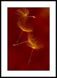 Turbulence *<br><b>3rd Place</b>