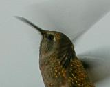 Damons Hummingbird* by Jeff hall