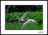 <B>Tandem Pelicans*<br><i>by Colin Dunjohn</i>