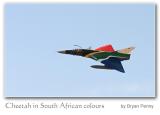 Cheetah in South African colours
