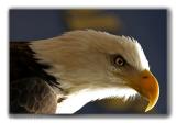 American Flight *<br><b>6th Place</b>