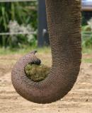 <b>J</b> is for elephant?  *