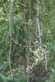 brancHes
