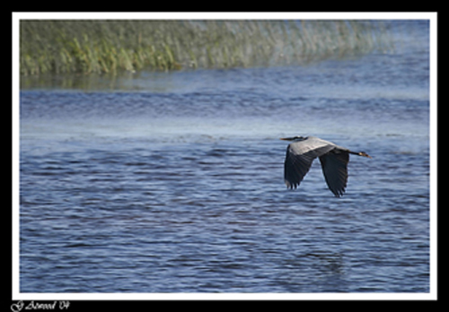 <b>Heron Flying *</b><br><i>By Gene Atwood</i>
