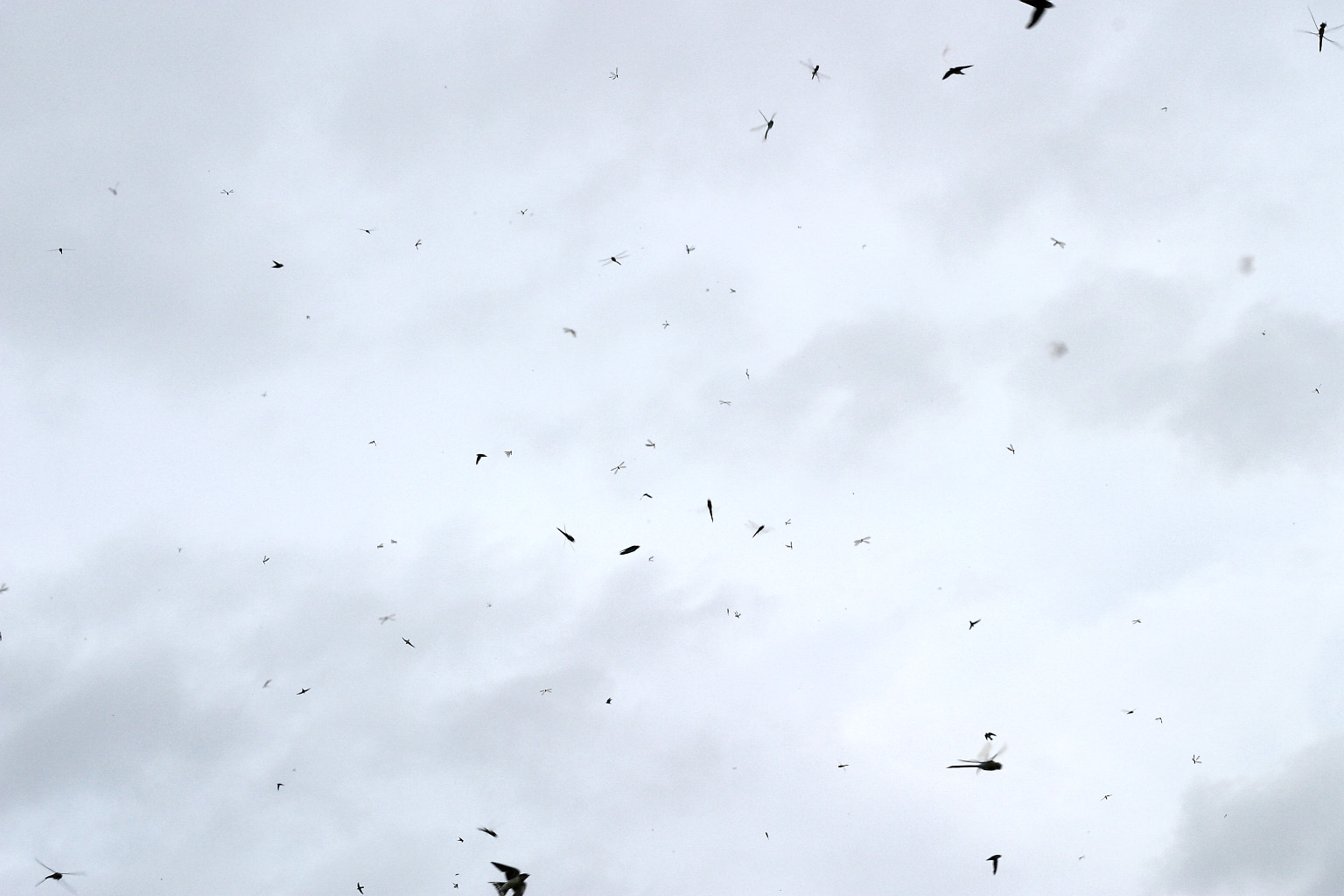 Feeding Frenzy *