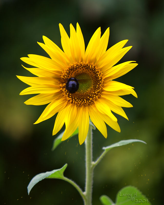 <B>Scattering Pollen*<br><i>by Larry</i>
