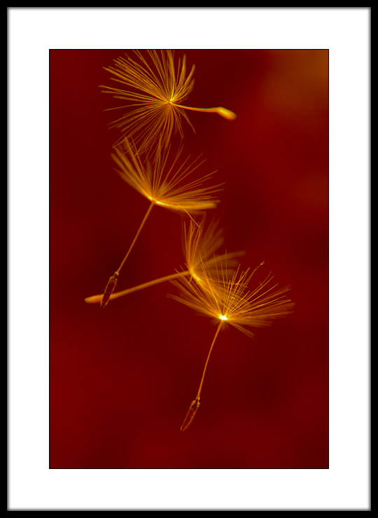 Turbulence *<br><b>3rd Place</b>