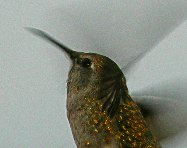 Damons Hummingbird* by Jeff hall