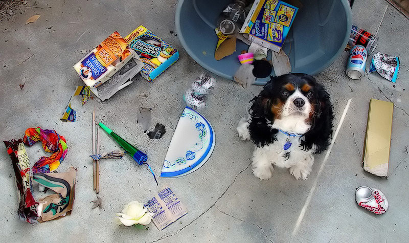 <b>6th Place(Tie)</b><br><i>BAD dog ! <by>johnebones</i>