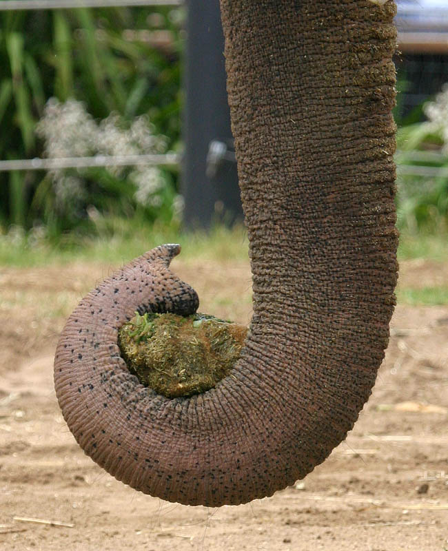 <b>J</b> is for elephant?  *