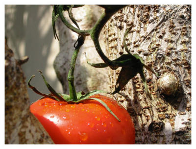 Tomato Treeby cgesteland