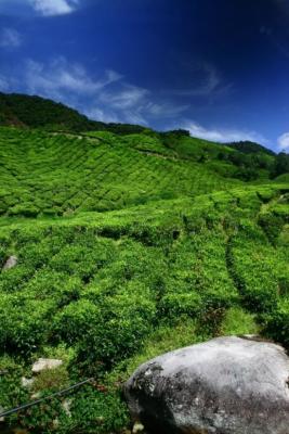 Tea Plantation*