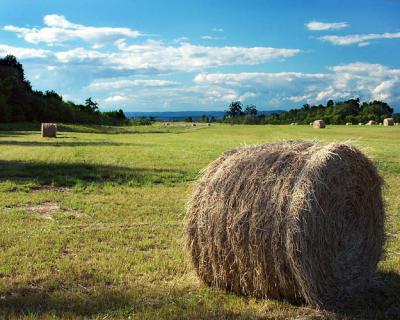 Cut Hay