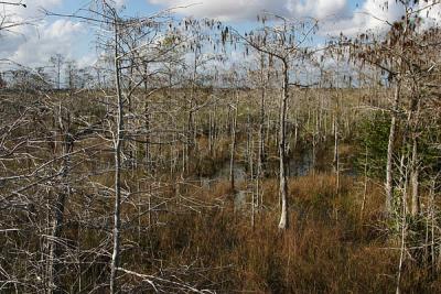 Everglades*