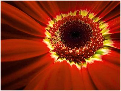 Radiant - Nature's framing (*)