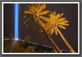 The Luxor with two palms