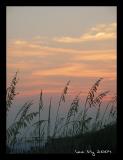 Sea Oats
