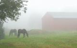 Foggy Farm *