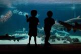 * Aquarium Silhouettes
