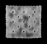 Mounted Cracker *