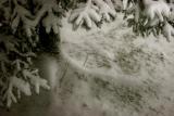 Snowy Branches