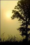 Sun Through the Morning Haze