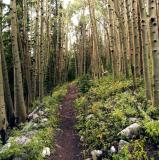 White Ash Forest