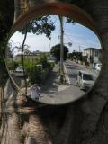 tree trunk (*)