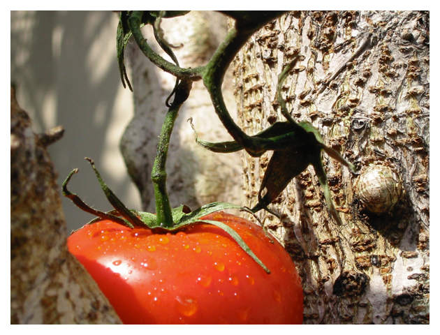 Tomato Tree<br><i>by cgesteland</i>