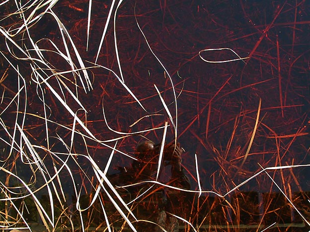 Ardennes Pond