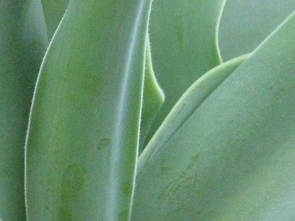 Bug-eye