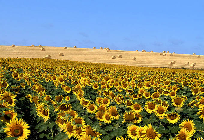 Summer in French countryside by Moti  seventh
