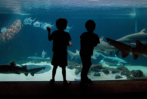 * Aquarium Silhouettes