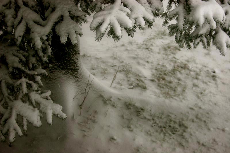 Snowy Branches