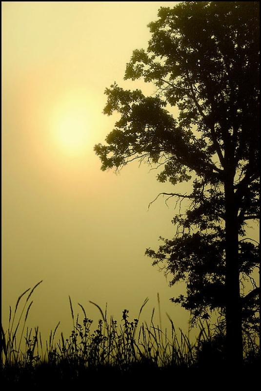 Sun Through the Morning Haze