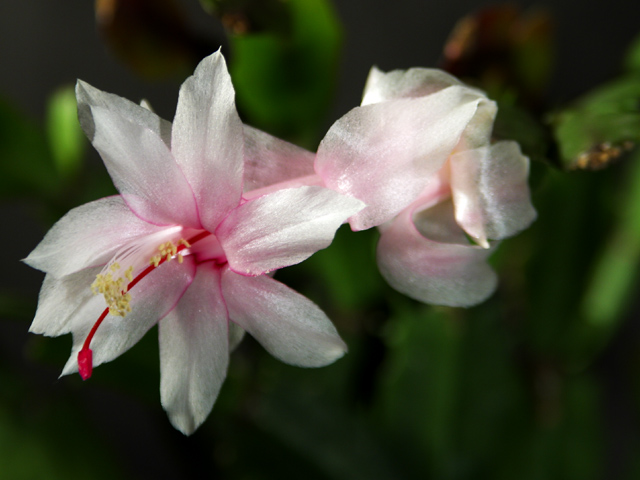 Christmas Cactus