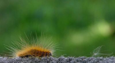 u8/cvcc/medium/36342803.Fuzztofuzz2.jpg