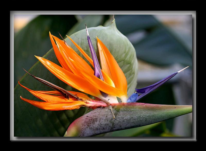 Bird Of Paradise