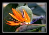 Bird Of Paradise