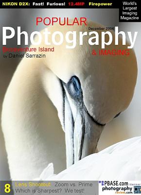 Fous de bassan / Northern gannets