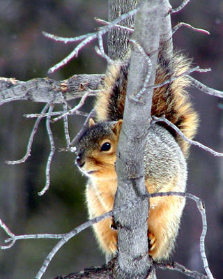 PEEKING SQUIRREL