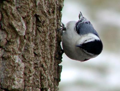WHITE BREASTED NUTHATCH